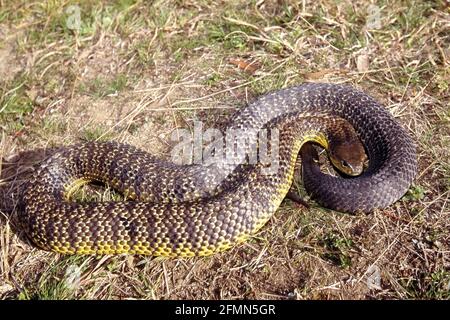 Serpent oriental australien très venimeux Banque D'Images