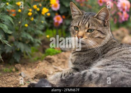 Un chat tabby se trouve sur le sol parmi les fleurs. Chat gris parmi les chrysanthèmes dans le jardin. Repos et détente. Chat de rue sans abri. Port de gros plan Banque D'Images