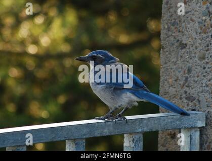 Frottez Jay dans le centre de l'Oregon Banque D'Images