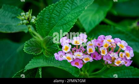 West Indian Lantana Banque D'Images