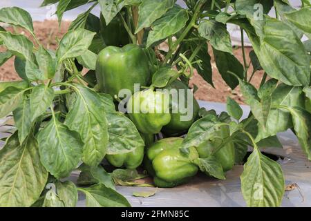 Capsicum ou poivron cultivé sur des plantes. Poivrons verts frais poussant sur une ferme horticole à CHES(ICAR-IIHR) Chettalli Banque D'Images