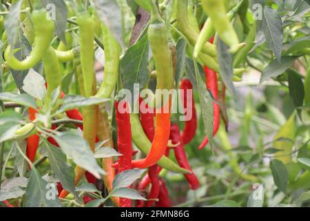 Des piments verts et rouges sur une plante fraîche. Les piments frais qui sont prêts à récolter dans une ferme horticole de CHES(ICAR-IIHR) Chettalli Banque D'Images