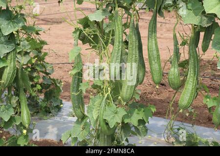 Ridge gourd appelé par des noms beerakaya ou lucca accroché à la ferme végétale. Luffa acutangula cultivé sur une ferme horticole à CHES(ICAR-IIHR) Chettali Banque D'Images