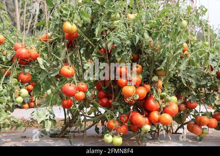 Champ d'agriculture de tomate avec un grand groupe de tomates. Mûrir les tomates accrochées à la ferme horticole de CHES(ICAR-IIHR) Chettali Banque D'Images