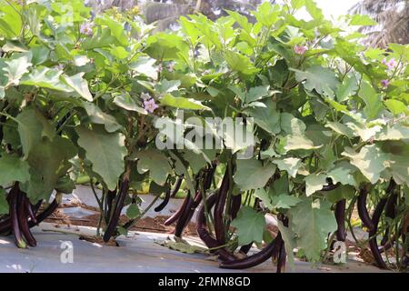 Grand groupe de brinjal violet frais ou d'aubergine dans la plante. Brinjals violets longs cultivés dans une ferme horticole à CHES(ICAR-IIHR) Chettali Banque D'Images