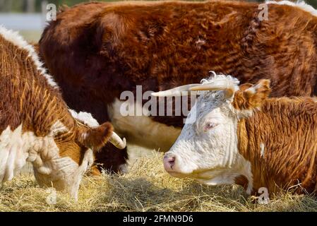 Jeune Chandler Herefords vache Portrait. Vache peinte marron et blanche. Jolie vache orange à tête blanche Banque D'Images