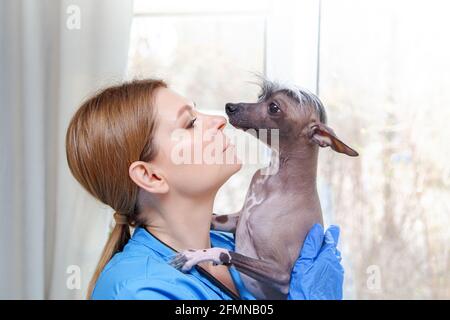 Femme d'âge moyen vétérinaire examine le chien. Cabinet du médecin. . Cabinet du médecin. Banque D'Images