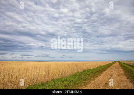 Parc naturel de CLEY Marshes, CLEY Next the Sea, Norfolk, Angleterre Banque D'Images