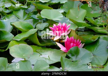 Fleur de lotus violet dans l'étang. Fleur de nénuphars pourpre dans l'étang artificiel sont en fleur. Fleurs pour le Bouddha. Banque D'Images