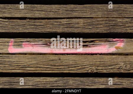 Planches en bois endommagées avec marques de peinture en aérosol rose à marquer en cas de renouvellement Banque D'Images