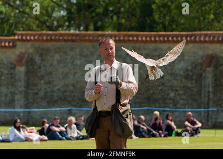 Falconer volant une Barn Owl captive, Tyto alba, à Castle Ashby Country Fair, Northamptonshire, Royaume-Uni Banque D'Images