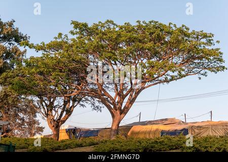 Mysore, Karnataka, Inde - janvier 2019: Un Samanea Saman aka l'arbre de pluie dans la région des collines de Chamundi autour de la ville de Mysuru. Banque D'Images