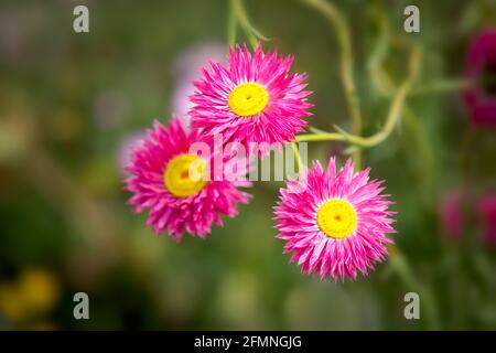 Trois feuilles roses Banque D'Images