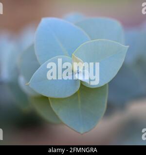 Feuilles d’eucalyptus Banque D'Images