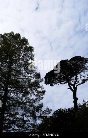 La silhouette d'un oiseau volant au-dessus des arbres. Banque D'Images