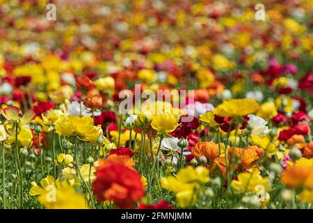 Champs de pots de beurre de jardin cultivés multicolores en gros plan Banque D'Images