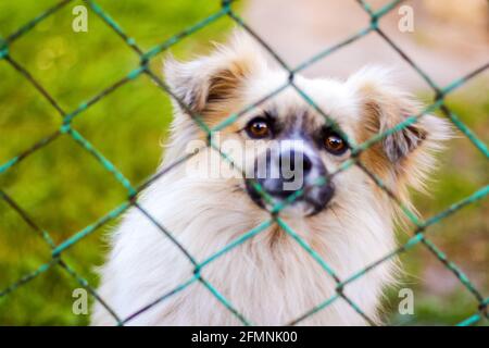 Recentrer le chien de pékin sur l'herbe en regardant à travers la clôture en métal vert. Portrait d'un chien derrière une clôture en fer debout sur une clôture regardant l'appareil photo Banque D'Images