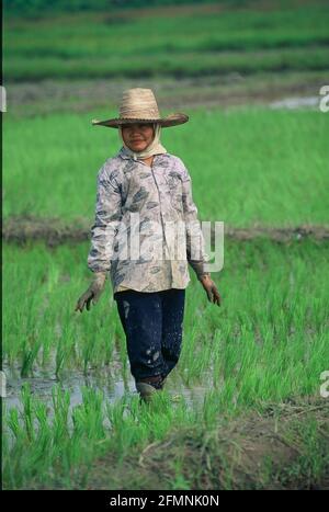 Thaïlande. 15 juillet 2002. Thaïlande travailleuse agricole femme dans un champ de riz dans le nord de la Thaïlande crédit: Horst Galuschka/dpa/Alamy Live News Banque D'Images