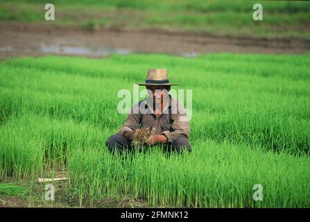 Thaïlande. 15 juillet 2002. Thaïlande agriculteur ouvrier dans un champ de riz dans le nord de la Thaïlande crédit: Horst Galuschka/dpa/Alamy Live News Banque D'Images