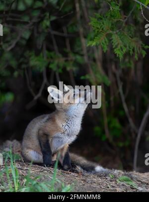 Kit renard roux (Vulpes vulpes) place un oiseau debout à l'extérieur de son coin profond La forêt au début du printemps au Canada Banque D'Images