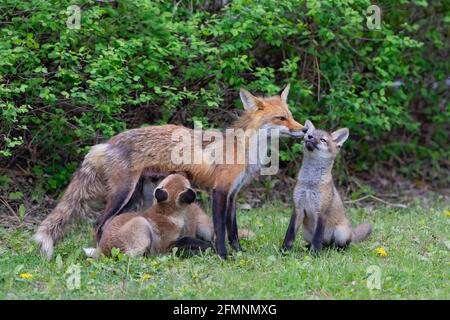 Renard roux Vulpes vulpes nourrissant ses kits dans la forêt Au printemps au Canada Banque D'Images