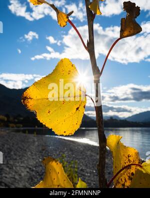 Le soleil éclate à travers les feuilles d'automne sur la rive du lac Wanaka, sur l'île du Sud. Format vertical Banque D'Images