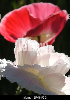 Shirley Poppies (Papaver rhoeas) 'Reverend Wilks.' L'une des quarante-deux images emblématiques des fleurs de jardin anglais, des fleurs sauvages et des paysages ruraux. Banque D'Images