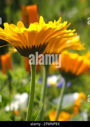 Pot Marigold (Calendula officinalis) l'une des quarante-deux images emblématiques des fleurs de jardin anglais, des fleurs sauvages et des paysages ruraux. Banque D'Images