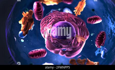 Sous-unités à l'intérieur de la cellule eucaryote, du noyau et des organelles et de la membrane plasmique - illustration 3d Banque D'Images