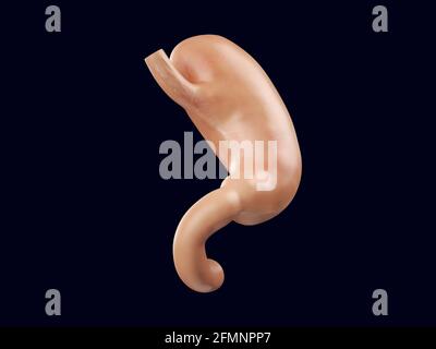 Illustration 3D réaliste de l'organe de l'estomac humain. Rendu anatomique précis de l'estomac avec duodénum Banque D'Images
