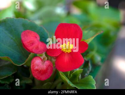 mise au point sélective sur une prise de vue macro ou sur une begonias rouge fleur avec feuillage vert dans le fond idéal pour un copier l'espace Banque D'Images