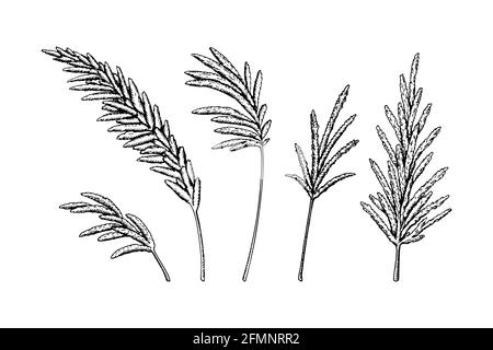 Ensemble de branches d'herbe de pampas dessinées à la main isolées sur fond blanc. Illustration vectorielle dans le style d'esquisse Illustration de Vecteur