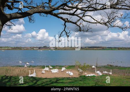 Stour Essex Suffolk, vue des cygnes au repos sur le côté Essex de la rivière Stour; la rivière forme la frontière du Suffolk d'Essex, Manningtree, Angleterre, Royaume-Uni Banque D'Images