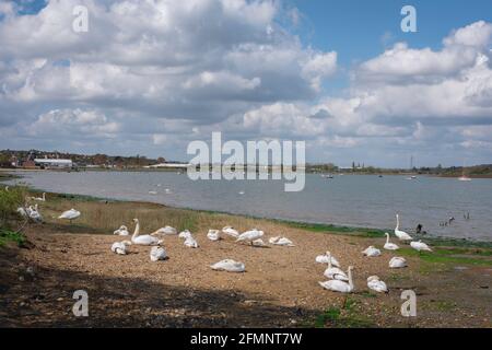 Cygnes manningtree, vue des cygnes qui se reposent sur le côté Essex de la rivière Stour; la rivière forme la frontière du Suffolk d'Essex, Manningtree, Essex, Royaume-Uni Banque D'Images