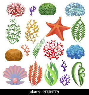 Algues. Dessins animés coraux sous-marins colorés de récif, plantes. Aquarium, océan et flore sous-marine, étoiles de mer et carapace isolé ensemble de vecteurs. Plante de mer tropicale, différents éléments naturels Illustration de Vecteur