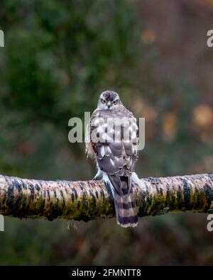 Sparrowwawk Accipiter nisus juvénile assis sur la branche d'arbres Highlands of Scotland Banque D'Images