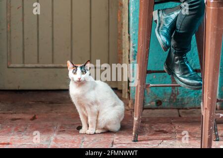 Un chat errant est assis sous la porte de l'abri, à côté d'une chaise sur laquelle une personne est assise. Concept de soins et de protection des animaux de compagnie. Banque D'Images