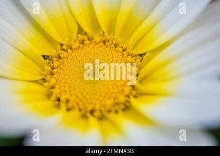 Mauvaise herbe blanche de tournesol mexicaine (Tithonia diversifolia). Fleur de pétales jaunes avec foyer sélectif. Banque D'Images