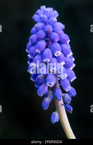 Tête de fleur d'un Muscari, communément connu sous le nom de jacinthe de raisin, au printemps Banque D'Images