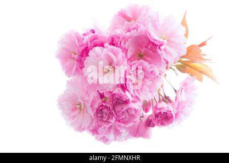 Gros plan de cerisiers en fleurs roses sur un arbre - isolé sur fond blanc Banque D'Images