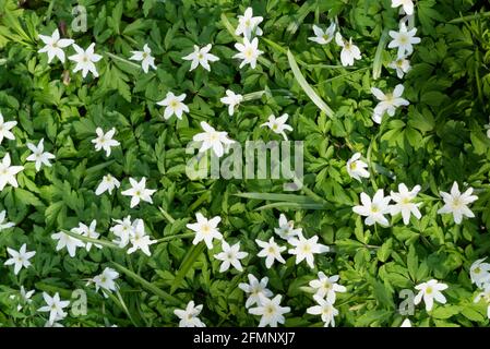 Anemone de bois (Anemone nemorosa, Anemonoides nemorosa), également connu sous le nom de fleur de vent, de thimbleweed et de renard odorat Banque D'Images