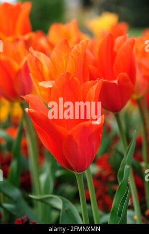 Belles fleurs de printemps fleurs rouges Tulips dans le jardin , gros plan, Banque D'Images