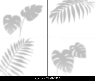 Plantez des ombres. Les feuilles de palmier se superposent à l'ombre, le feuillage de l'arbre tropique transparent est surombré. Ensemble de vecteurs de nuances isolées. Effet de lumière douce réaliste du modèle de plantes de jungle Illustration de Vecteur