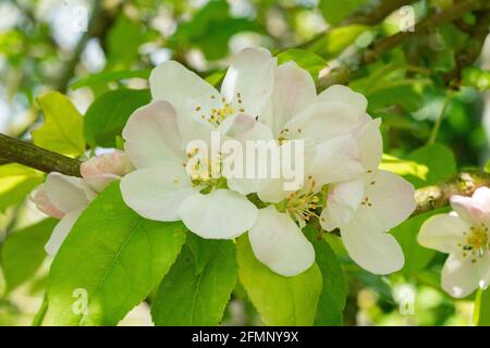 Fleur de pomme sauvage (Malus) Banque D'Images