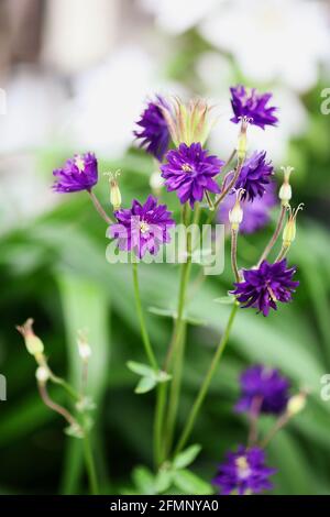 Belle fleur Aquilegia vulgaris 'Double Clementine Purple' avec des têtes de semis dans le jardin de fleurs. Mise au point sélective avec arrière-plan flou. Banque D'Images