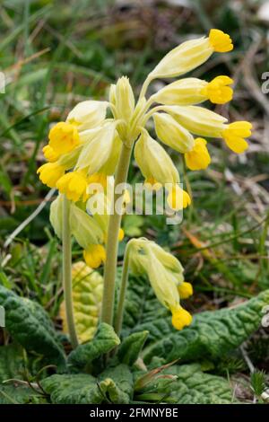 Coucou bleu (Primula veris) Banque D'Images