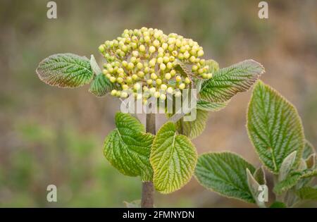 Wayfaring-arbre (Viburnum lantana) boutons de fleurs Banque D'Images