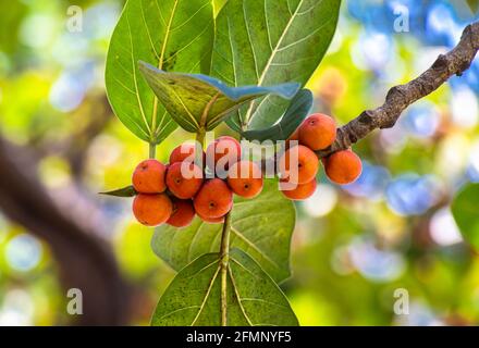 Fruits Banian accrochés dans l'arbre . Banque D'Images