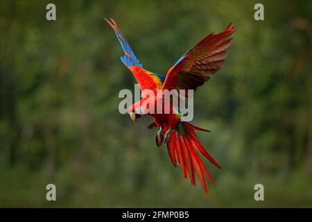 Perroquet de la macaw volant dans une végétation vert foncé avec beau dos clair et de la pluie. Scarlet Macaw, Ara macao, en forêt tropicale, Costa Rica. Faune sc Banque D'Images