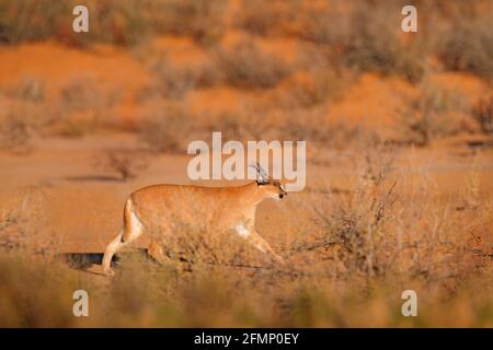 Caracal, lynx africain, dans un désert de sable rouge. Beau chat sauvage dans l'habitat naturel, Kgalagadi, Botswana, Afrique du Sud. Animal face à face marchant sur GRA Banque D'Images